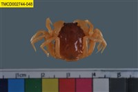 藏品(短指和尚蟹)的圖片